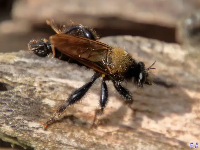 Laphria ephippium