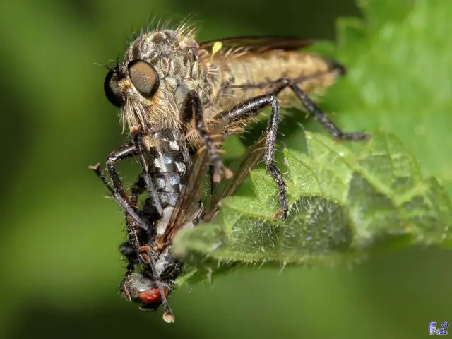 Didysmachus picipes