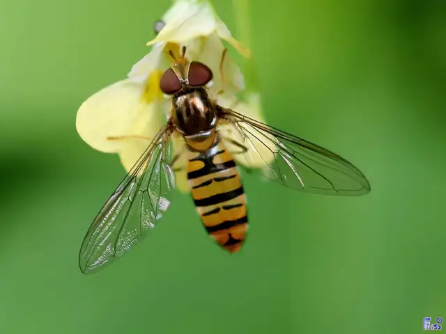 Episyrphus balteatus - ékfoltos zengőlégy