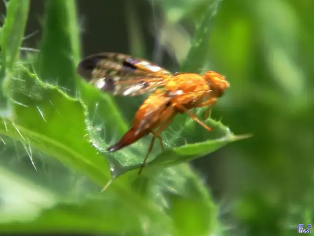 Xyphosia miliaria