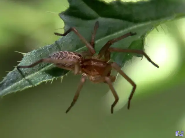 Eratigena agrestis - réti zugpók