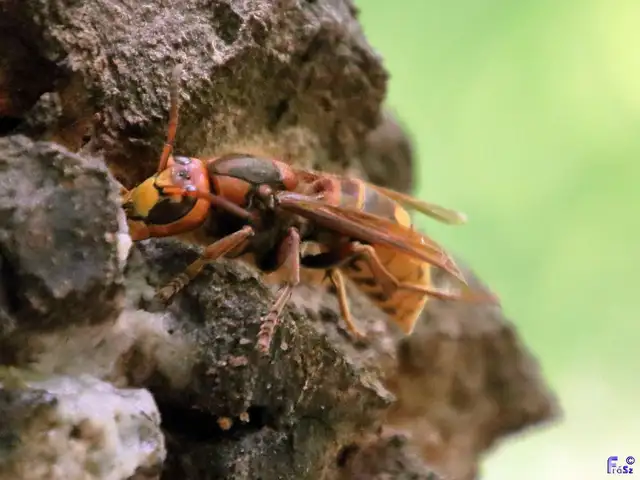 Vespa crabro - lódarázs