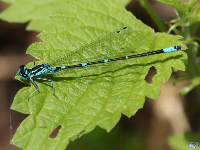 Coenagrion pulchellum - karcsú légivadász