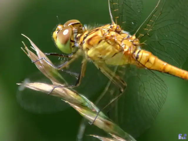 Sympetrum meridionale - fakó katona-szitakötő