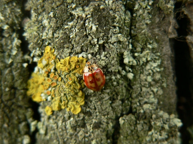 Harmonia quadripunctata - négypettyes katica