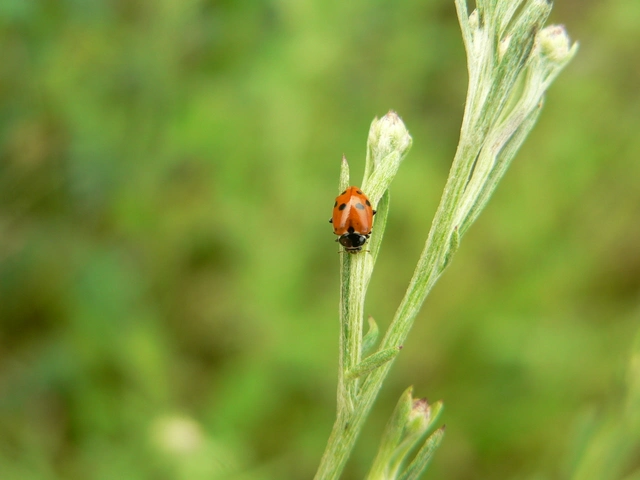 Hippodamia variegata - tizenhárompettyes katica