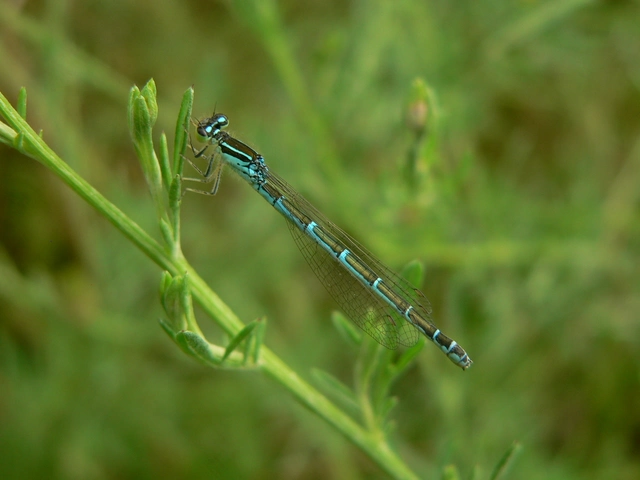 Coenagrion scitulum - mediterrán légivadász