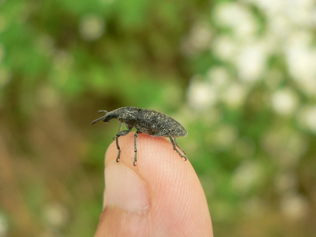Rhabdorrhynchus echii - kígyósziszbarkó
