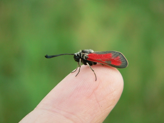 Zygaena punctum - pettyes csüngőlepke