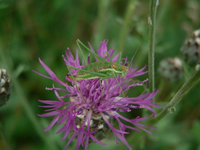Leptophyes albovittata - közönséges virágszöcske