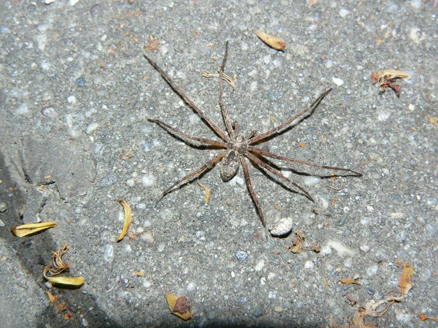 Philodromus
