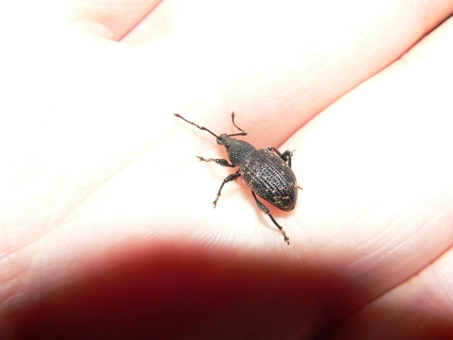 Otiorhynchus sulcatus - szálkás gyalogormányos