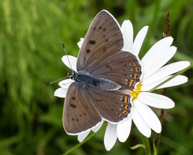 Lycaena alciphron - ibolyás tűzlepke