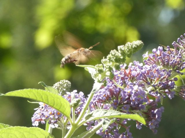Macroglossum stellatarum - kacsafarkú szender