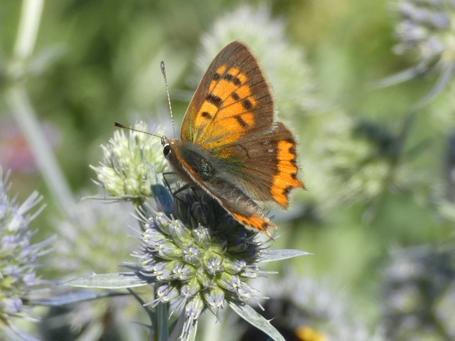 Lycaena phlaeas - közönséges tűzlepke