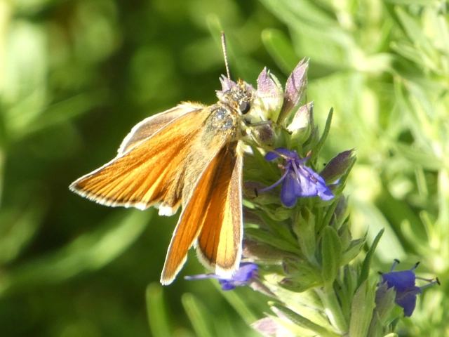 Thymelicus lineola - vonalas busalepke