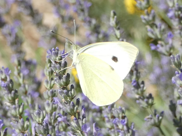 Pieris brassicae - káposztalepke