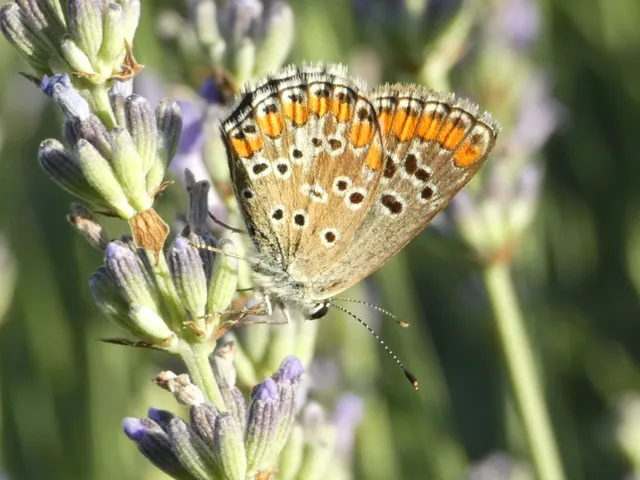 Aricia agestis - szerecsenboglárka