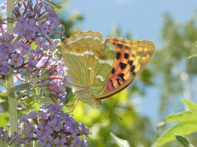 Argynnis pandora - zöldes gyöngyházlepke