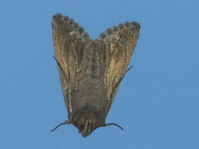 Autographa gamma - gammalepke