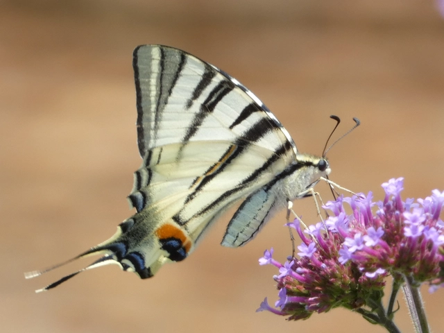 Iphiclides podalirius - kardoslepke