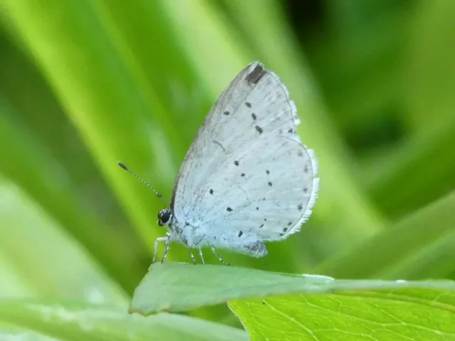 Celastrina argiolus - bengeboglárka