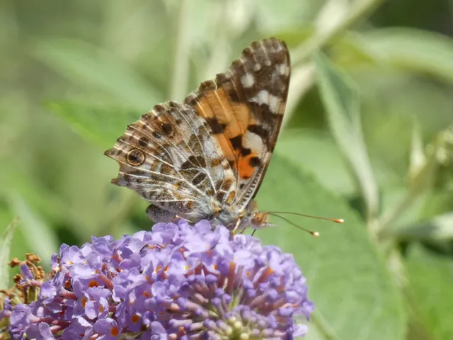 Vanessa cardui - bogáncslepke