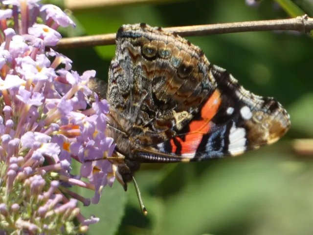 Vanessa atalanta - atalantalepke