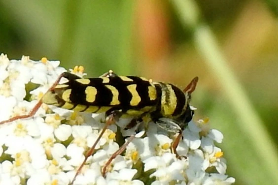 Echinocerus floralis - lucerna-darázscincér