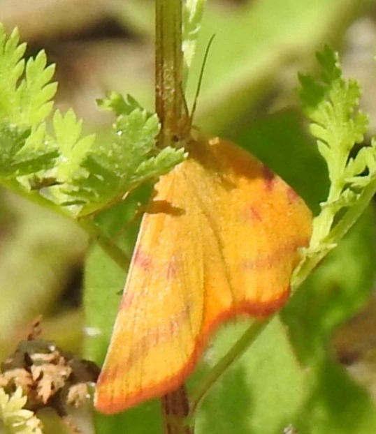 Lythria purpuraria - bíborsávos araszoló