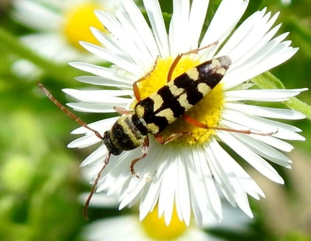 Echinocerus floralis - lucerna-darázscincér