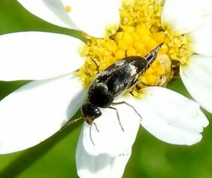 Variimorda villosa - szalagos maróka