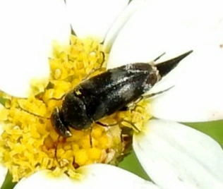 Variimorda villosa - szalagos maróka