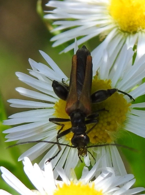 Oedemera femorata - sárgahátú álcincér