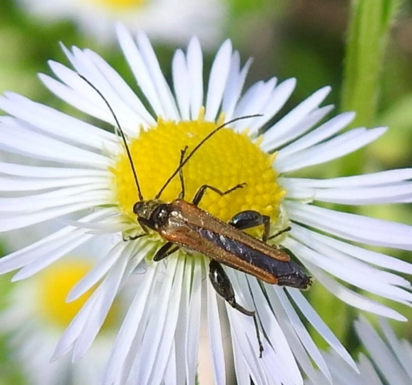 Oedemera femorata - sárgahátú álcincér