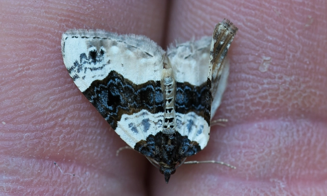 Cosmorhoe ocellata - szemes galajaraszoló