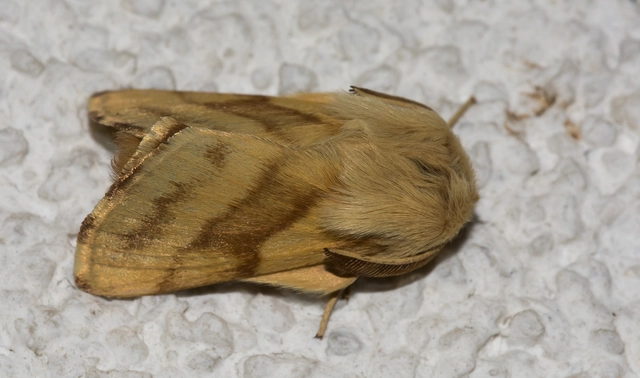 Malacosoma castrensis - kutyatejszövő