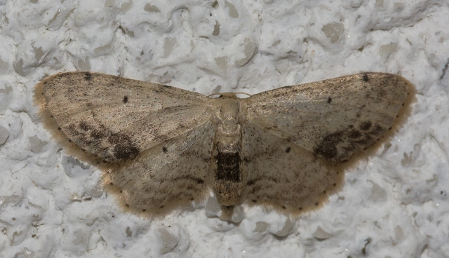 Idaea dimidiata - gyakori apróaraszoló