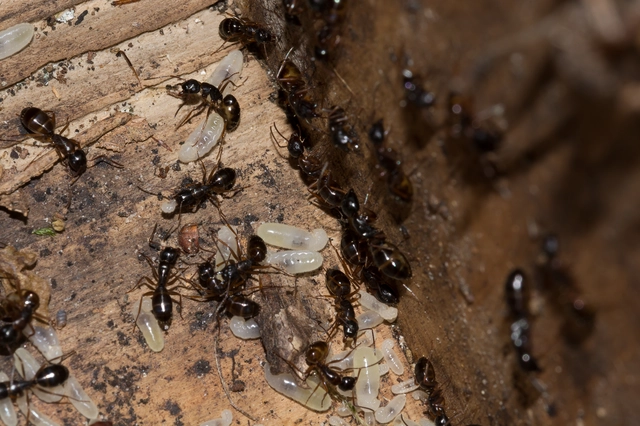 Camponotus fallax - ligeti lóhangya