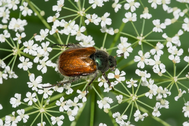 Phyllopertha horticola - kerti szipoly