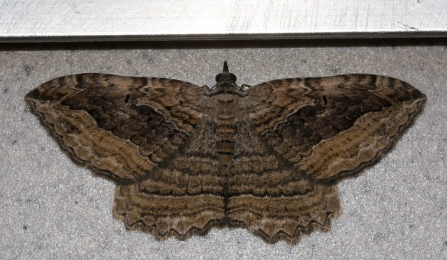 Philereme transversata - varjútövis-araszoló