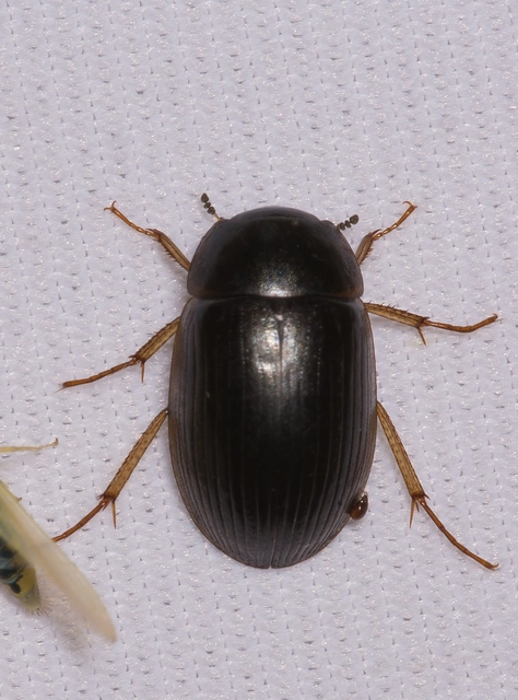 Hydrobius