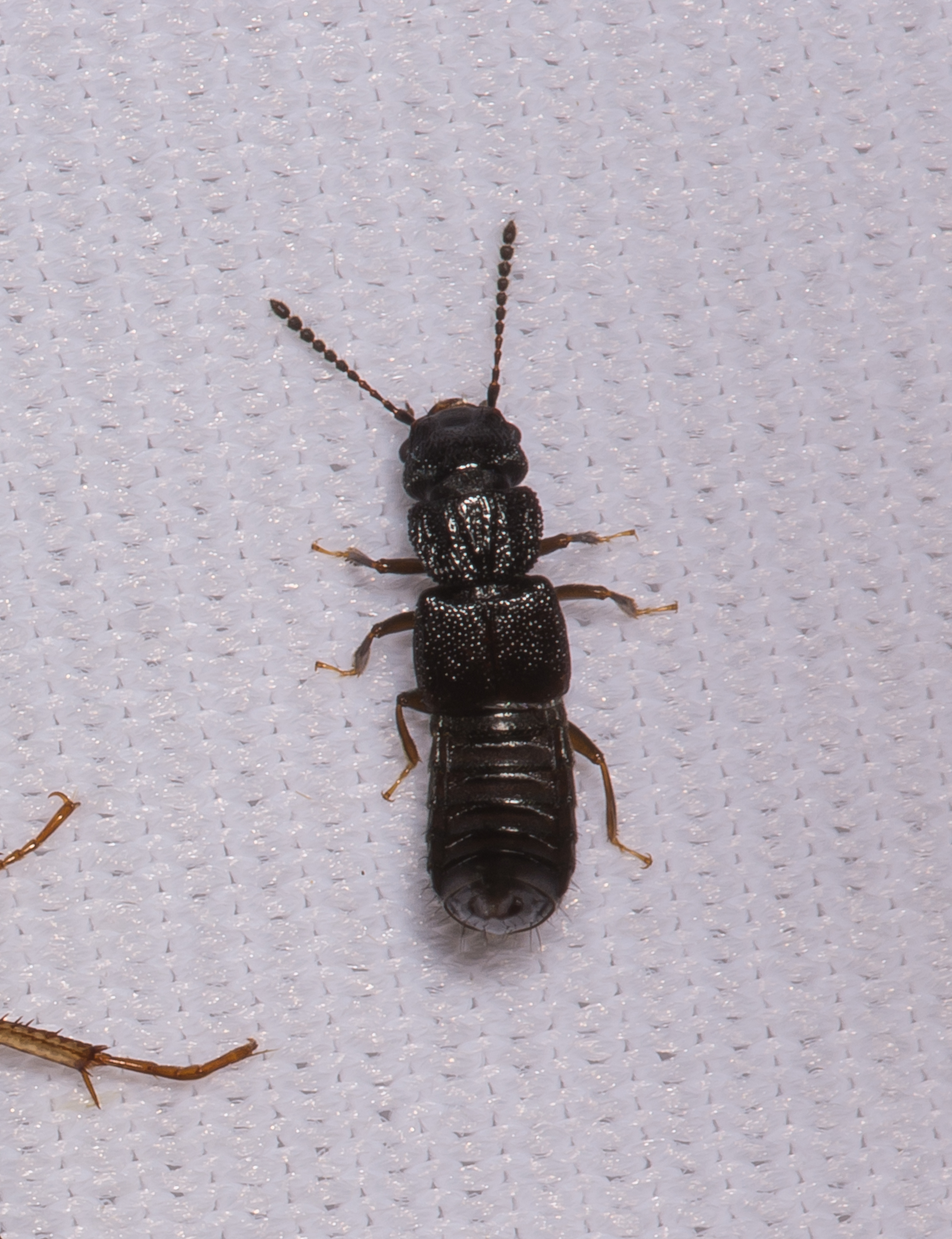 Anotylus rugosus - rovátkáshátú korhóholyva