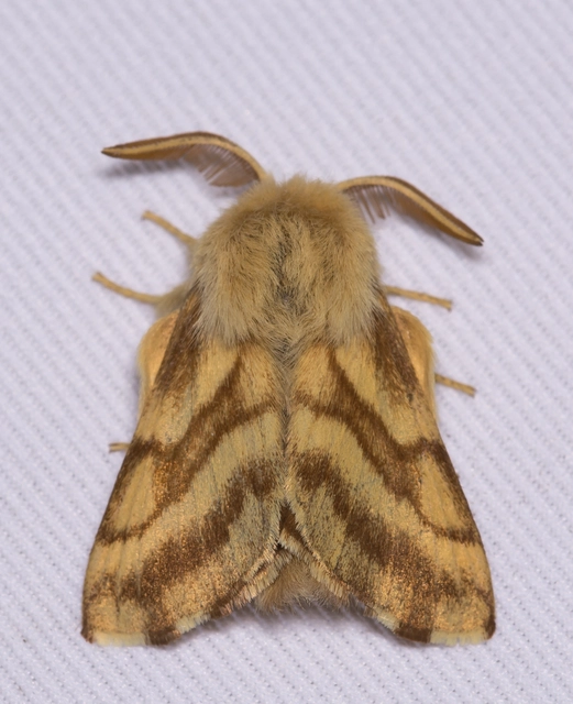 Malacosoma castrensis - kutyatejszövő