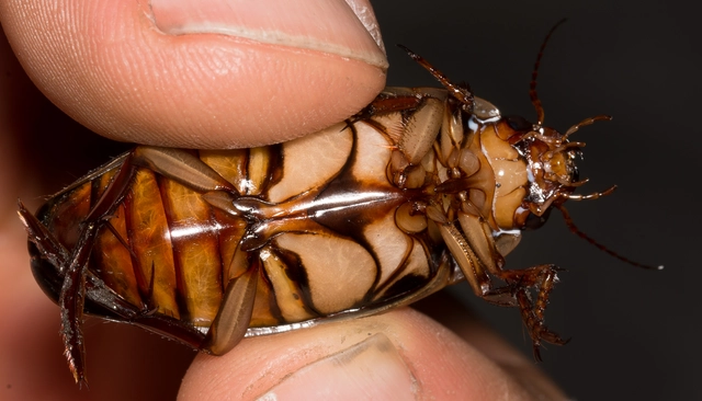 Dytiscus dimidiatus - tompacsípős csíkbogár