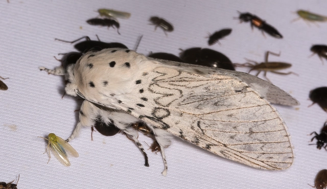 Cerura erminea - hermelin-púposszövő