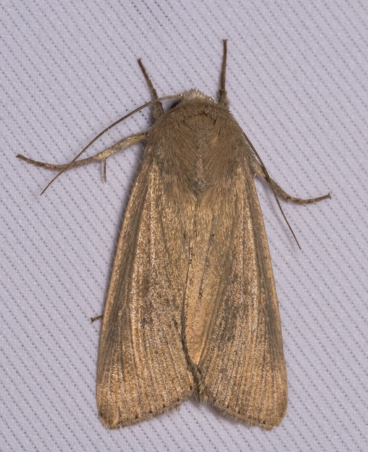 Leucania obsoleta - pontozott rétibagoly