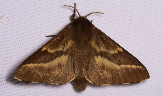 Malacosoma castrensis - kutyatejszövő
