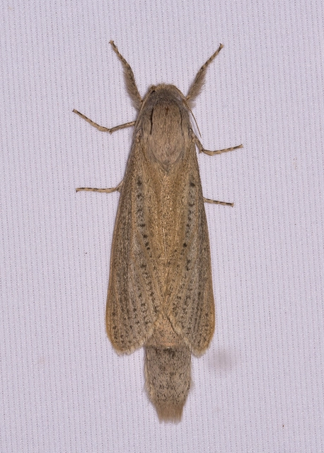 Phragmataecia castaneae - nádfúrólepke