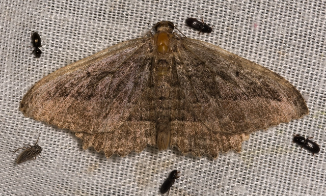 Philereme transversata - varjútövis-araszoló